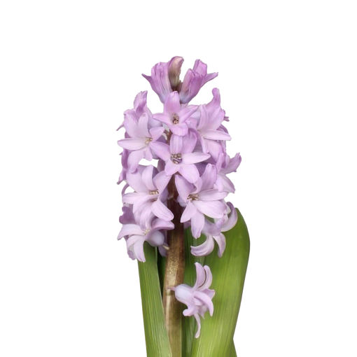 Picture of Hyacinth Purple Star