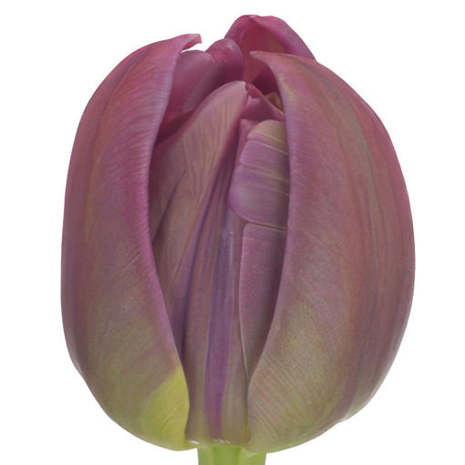 Picture of Tulip Margarita