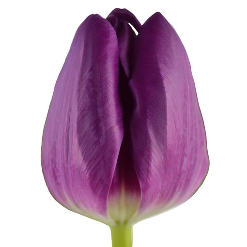 Picture of Tulip Bullit