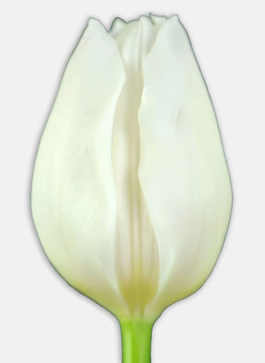 Picture of Tulip White Marvel