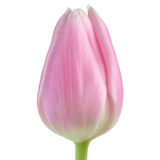 Picture of Tulip Gabriella