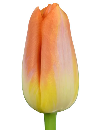 Picture of Tulip Sunrise Prince Gold