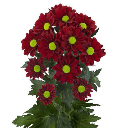 Picture of Spray Chrysanthemum Redbone