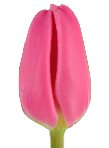 Picture of Tulip Molto Amata