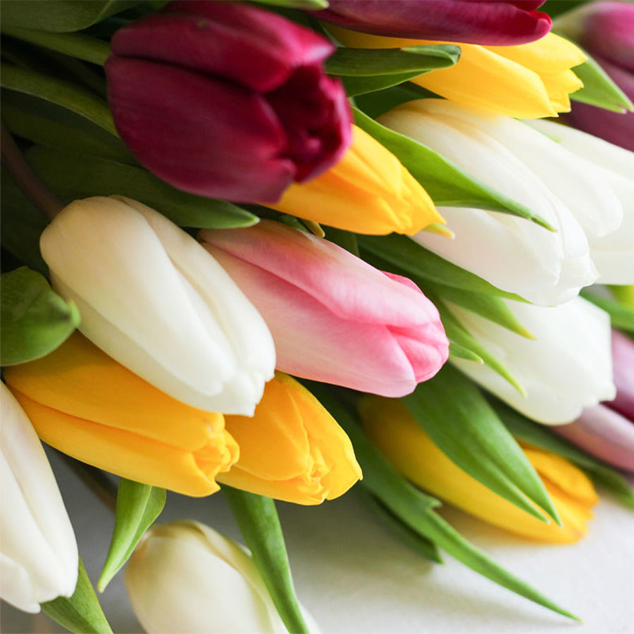 The Tulip Care Guide: Expert Tips for Longer-Lasting Blooms