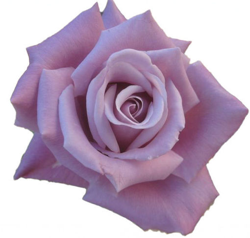 Picture of Rose Blue Nile