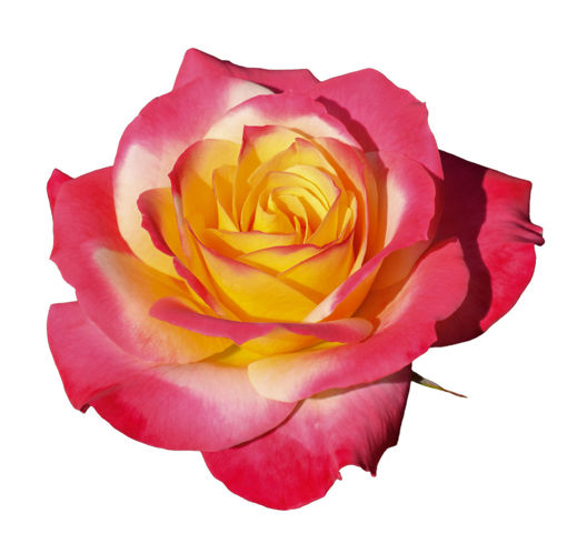 Picture of Rose Euphoria